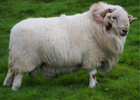 Welsh Mountain Sheep Society