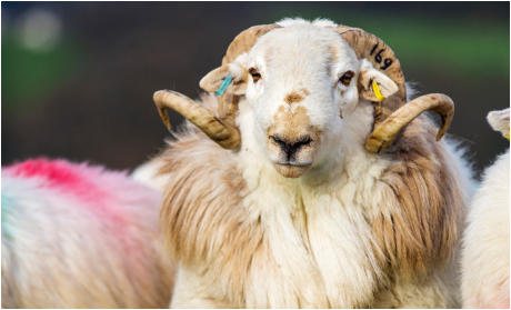 Welsh Mountain Sheep Society