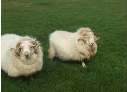 Welsh Mountain Sheep Society